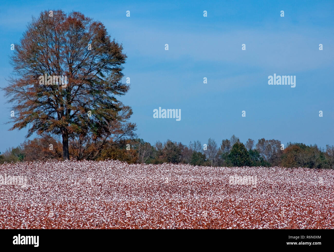 Ein Baum steht in einem Feld von Baumwolle in der Nähe von Ernte umgeben, Oktober 17, 2010, in Pinson, Tennessee. Stockfoto