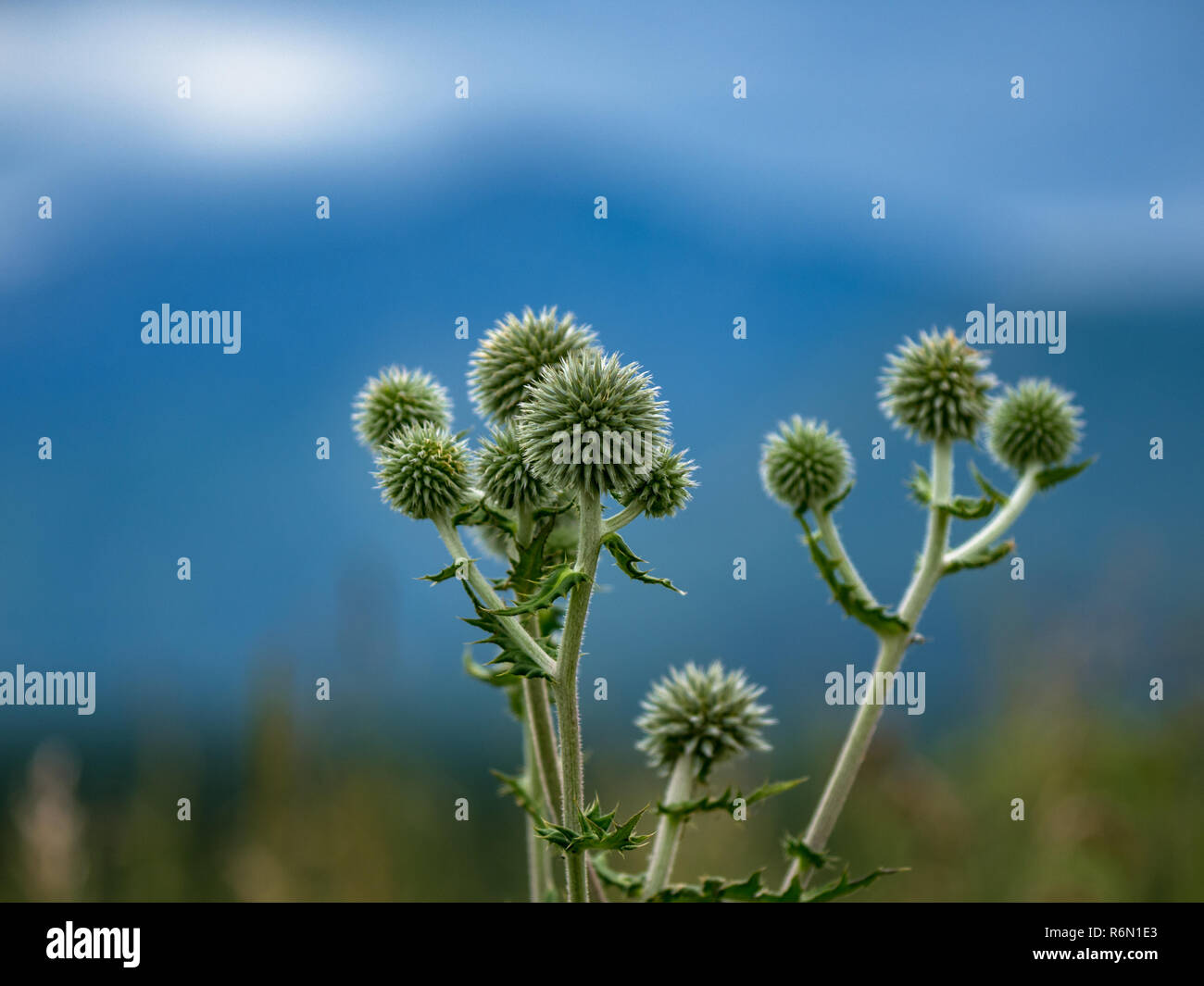 Köpfe des großen Globus Thistle auf einem unscharfen Hintergrund der wiese gras, Wald und Berge Stockfoto