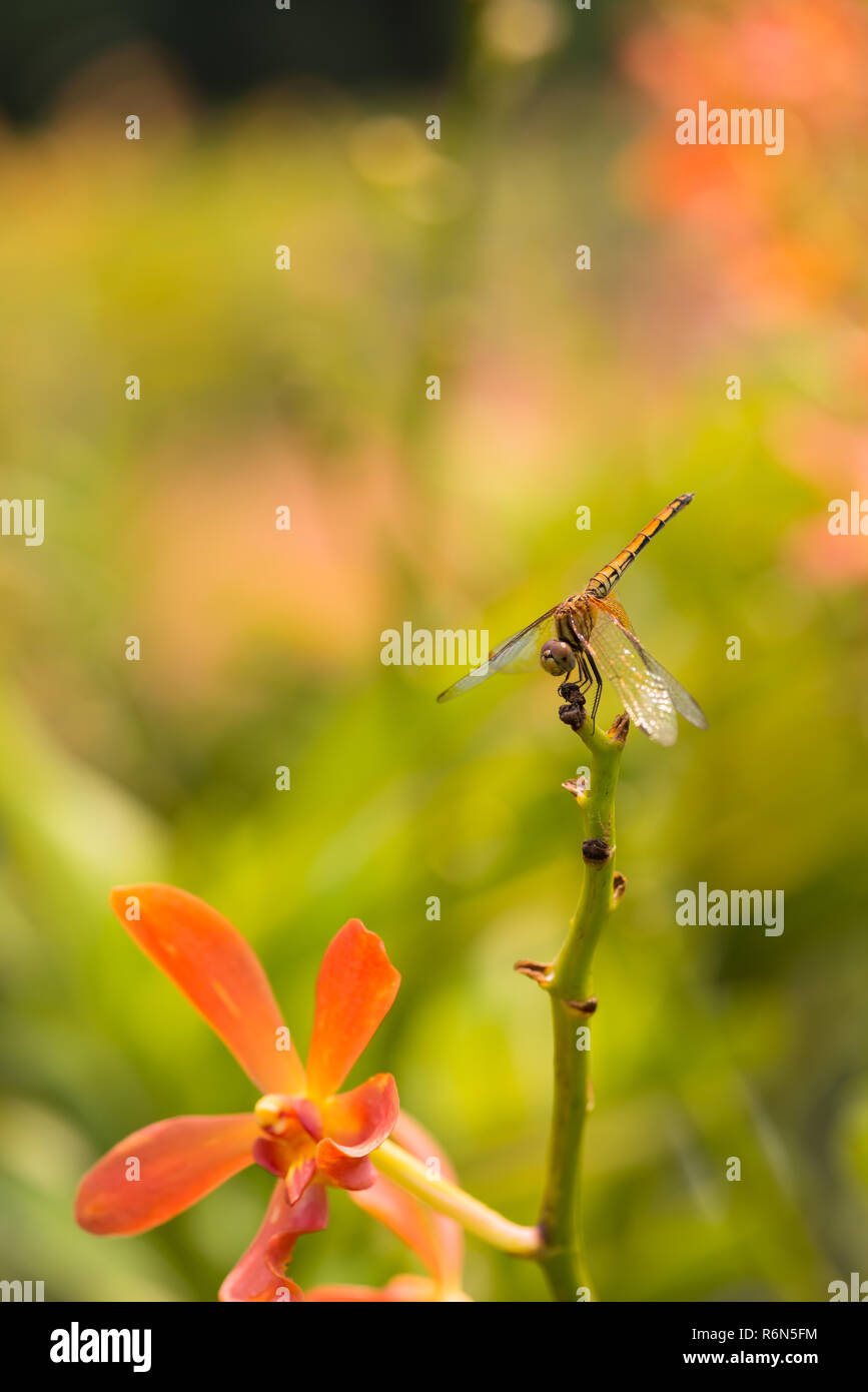 Dragonfly oder bekannt als Pantala Flavescens Libelle auf einem Stamm im Garten gehockt Stockfoto