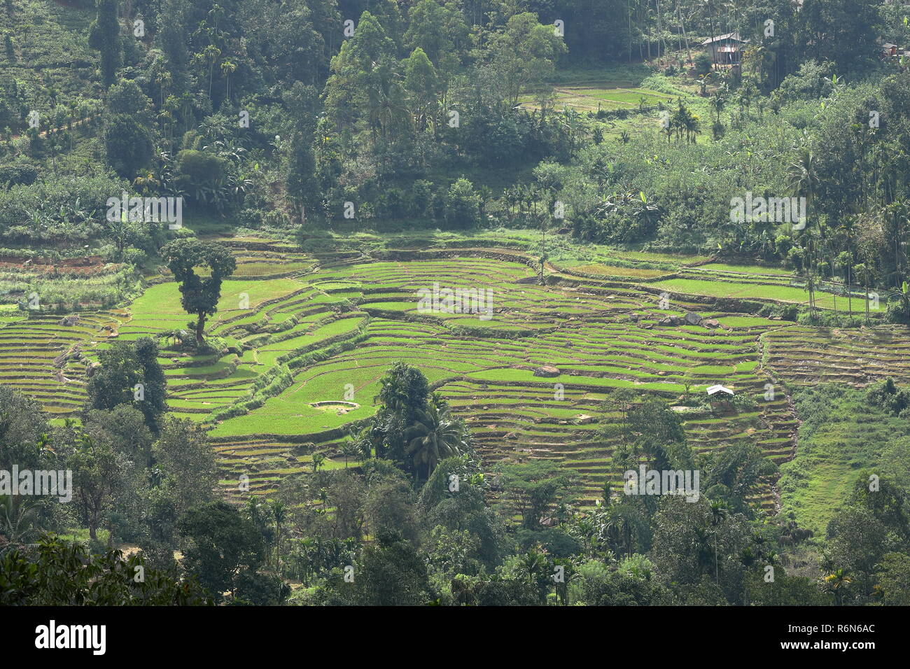 Reisfelder und Reisterrassen in Sri Lanka Stockfoto