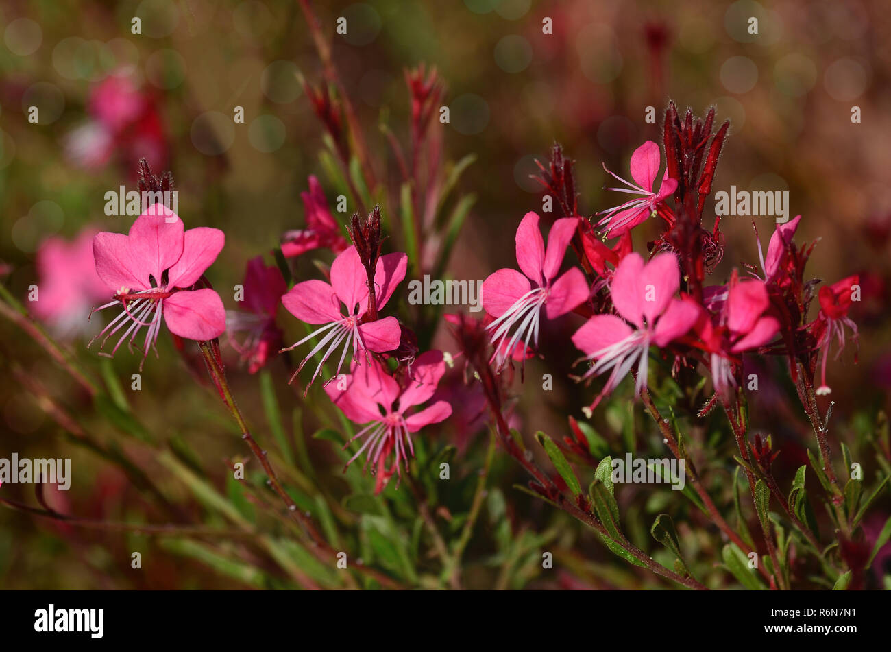 Rosa super Kerze Stockfoto