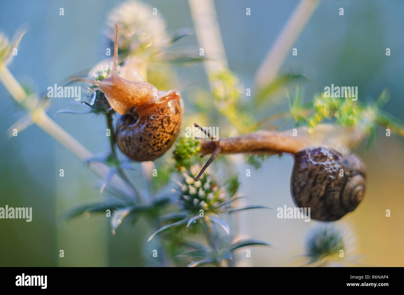 Wild Schnecken kriechen auf Pflanzen in der Natur Stockfoto