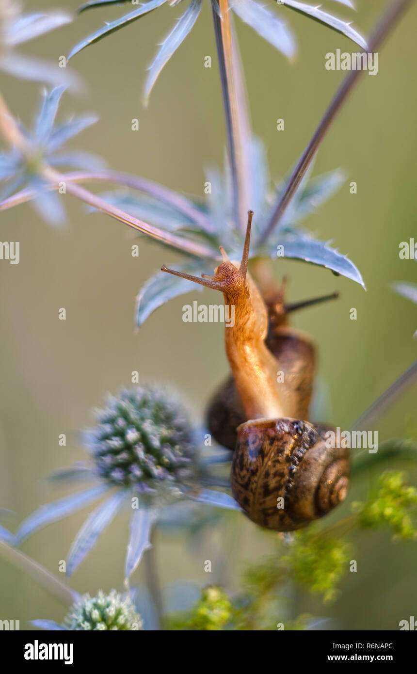 Wild Schnecken kriechen auf Pflanzen in der Natur Stockfoto