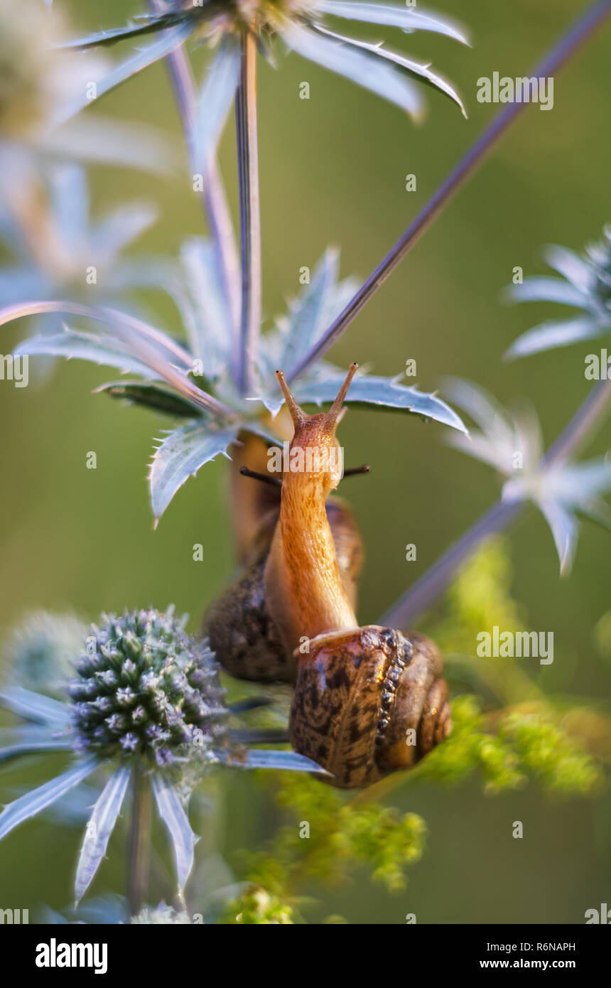 Wild Schnecken kriechen auf Pflanzen in der Natur Stockfoto