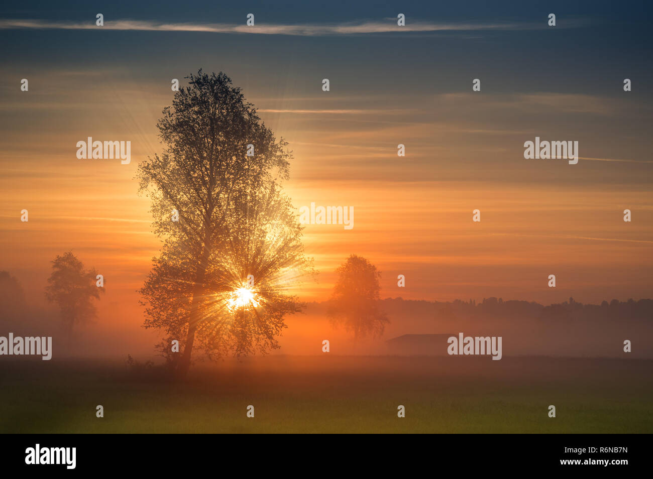 Die ersten Strahlen der Sonne bricht durch die Zweige eines Baumes bei Sonnenaufgang Stockfoto Die ersten Strahlen der Sonne bricht durch die Zweige eines Baumes bei Sonnenaufgang Stockfoto