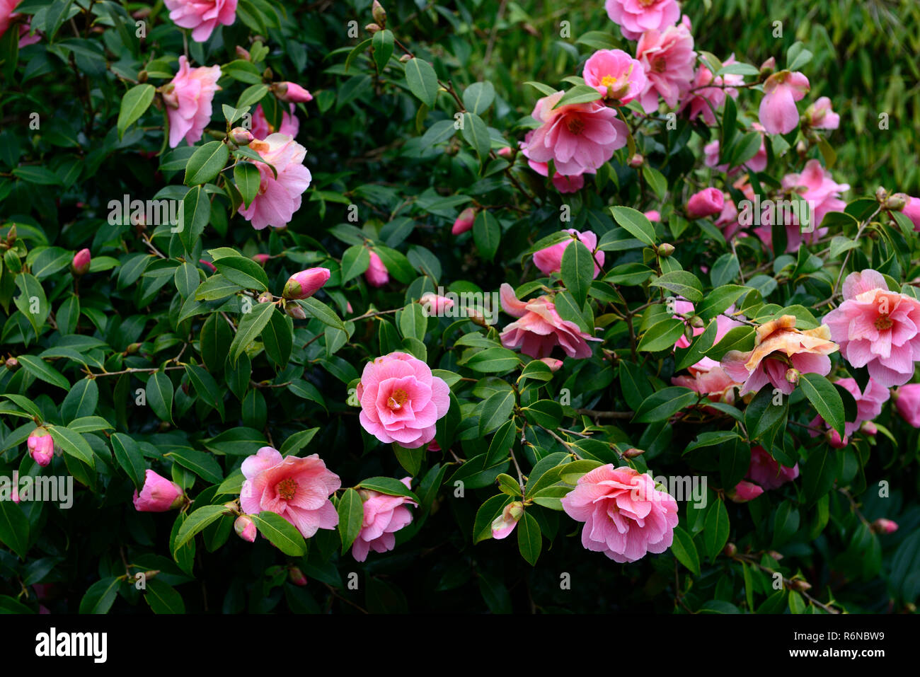 Camellia, Blume, Blumen, Rosa, Strauch, Sträucher, Frühling, Garten, RM Floral Stockfoto