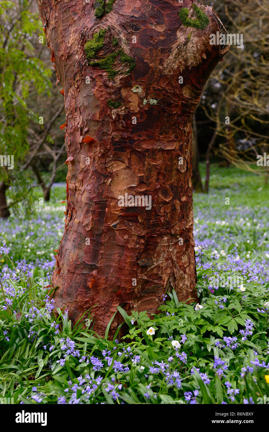 Coral Rinde Ahorn, Acer palmatum Sango-Kaku, Amtsleitung, Cherry Red, Rinde, Peeling, Peeling, attraktiv, Zierpflanzen, Baum, Baum, RM Floral Stockfoto