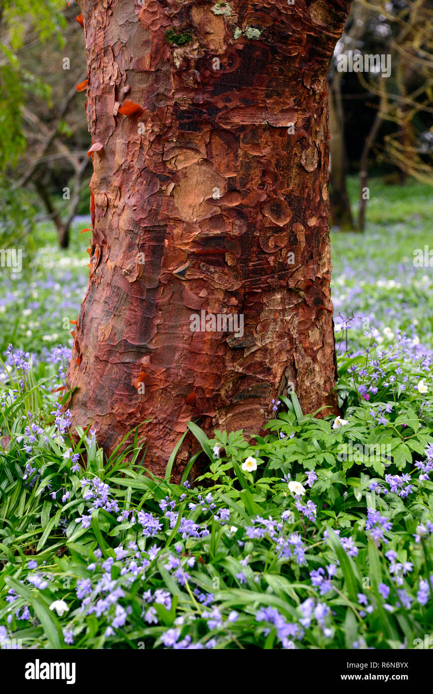 Coral Rinde Ahorn, Acer palmatum Sango-Kaku, Amtsleitung, Cherry Red, Rinde, Peeling, Peeling, attraktiv, Zierpflanzen, Baum, Baum, RM Floral Stockfoto