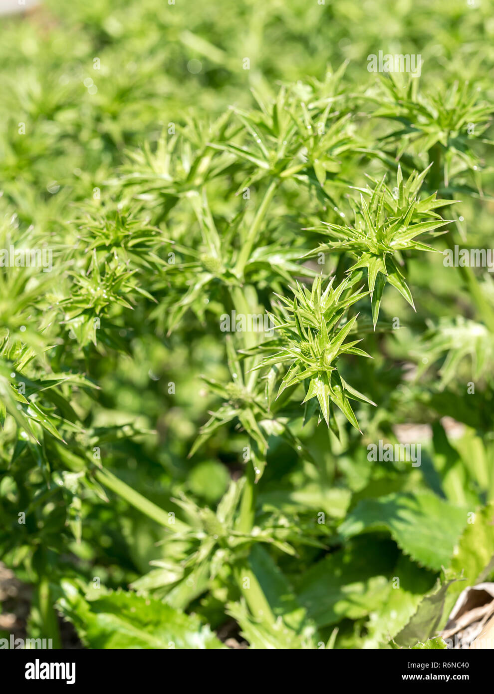 Culantro Baum oder langer Koriander im Gemüsegarten Stockfoto