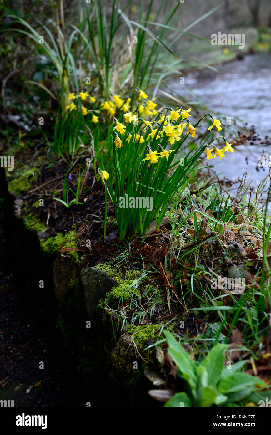 Gelb, Narzissen, Narzissen, Narzissen, Wachsen, wachsende, Wand, Bett, flacher, Trockenmauern, Blumenbeet, ungewöhnliche, belastbar, RM Floral Stockfoto