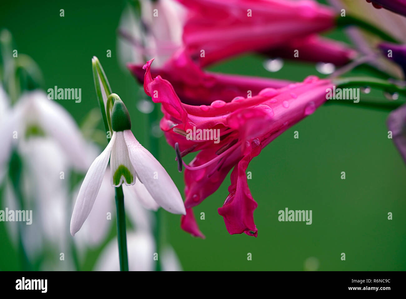 "Nerine" Begleiter Herr John, Galanthus Reginae-olgae subsp vernalis Alex Duguid, Herbst, Anfang, Blüte, Blumen, Schneeglöckchen, Schneeglöckchen, Garten, RM Floral Stockfoto