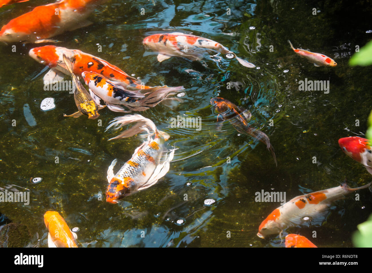 Koi fische im teich Stockfotos und bilder Kaufen Seite 3 Alamy
