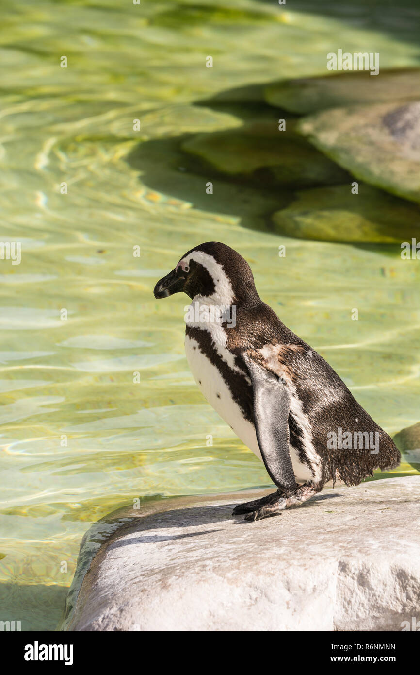 Spectacled Pinguin in den Zoo Stockfoto