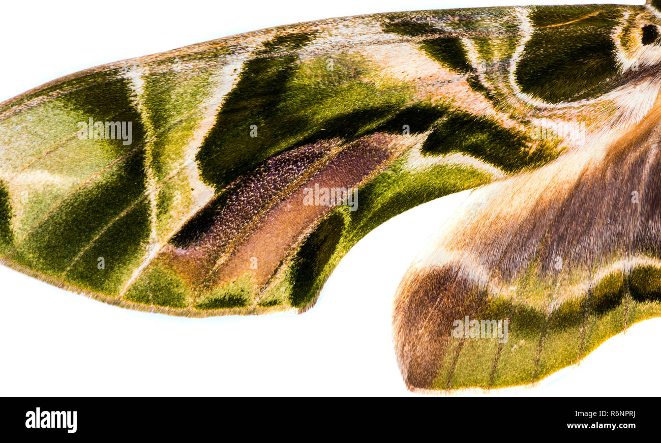 Oleander Hawk-moth Flügel isoliert auf weißem Stockfoto