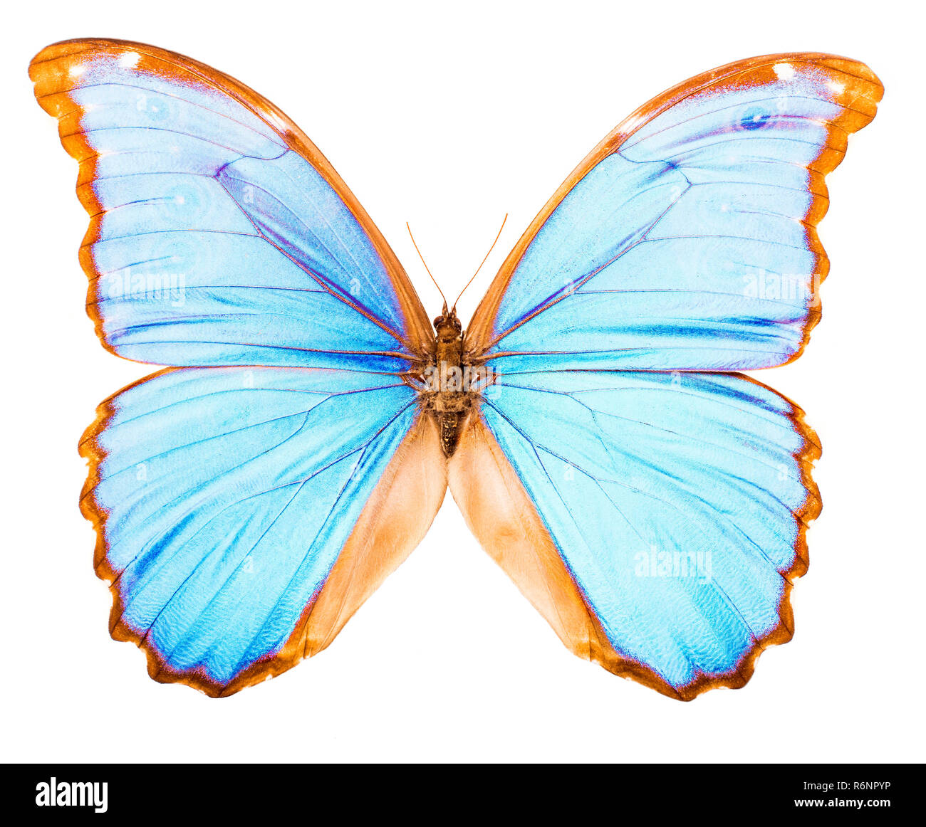 Morpho didius tropischer Schmetterling isoliert Stockfoto
