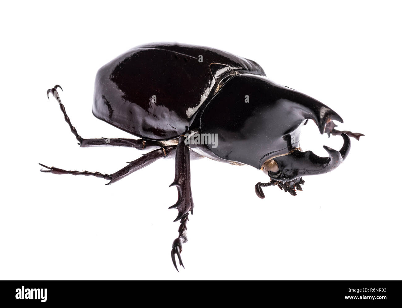 Rhinoceros beetle Xylotrupes Gideon sumatrensis isoliert Stockfoto