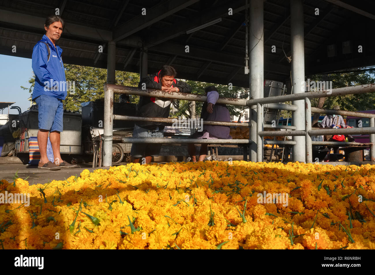Ringelblume Blumen, Blumenschmuck für religiöse Zeremonien verwendet, in der Nähe der kleinen Pier bei Pak Klong Talaat, ein Blumenmarkt in Bangkok, Thailand Stockfoto