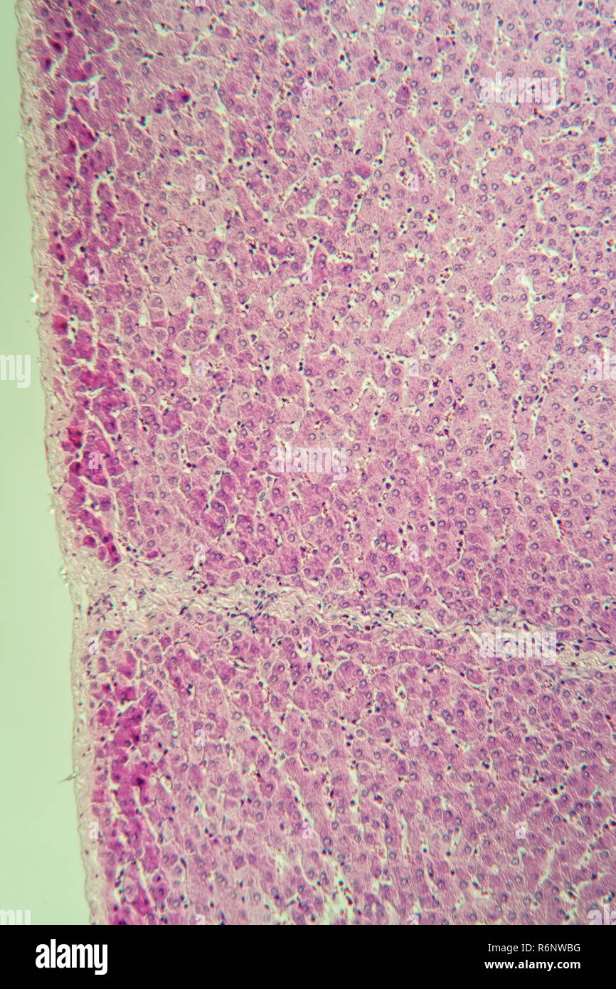 Schwein Leber unter dem Mikroskop Stockfoto