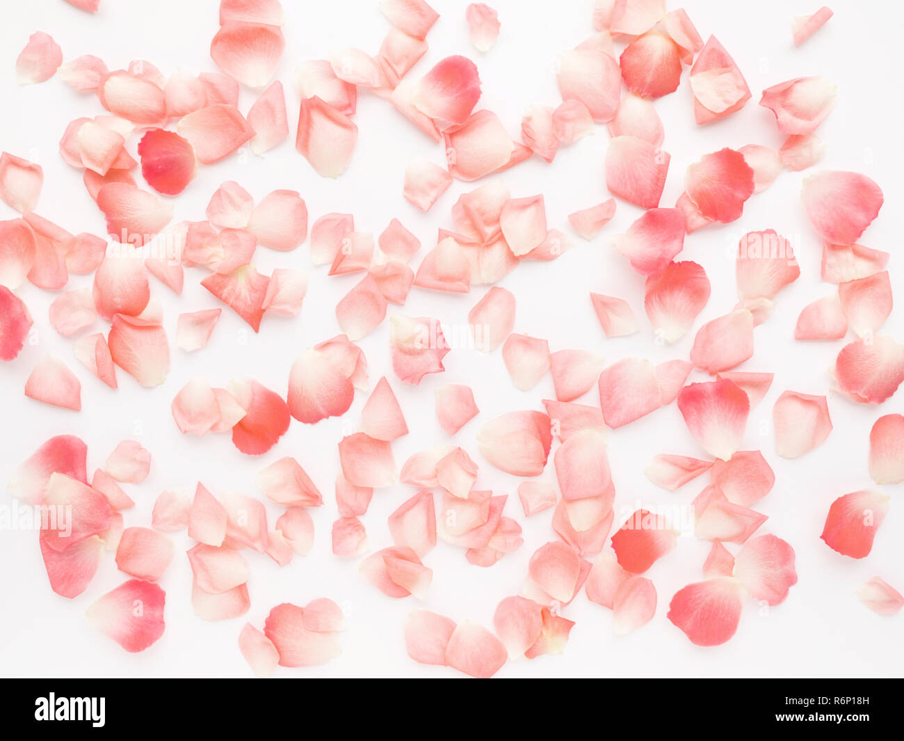 Coral rose Blumenblätter auf weißem Hintergrund. Farben des Jahres 2019. Lebende Koralle. Stockfoto