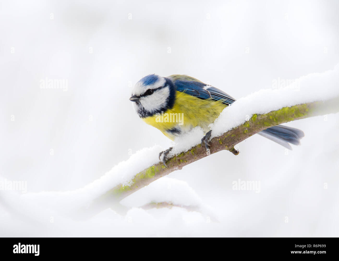 Blaumeise Vogel sitzt auf einem Verschneiten Baum Stockfoto