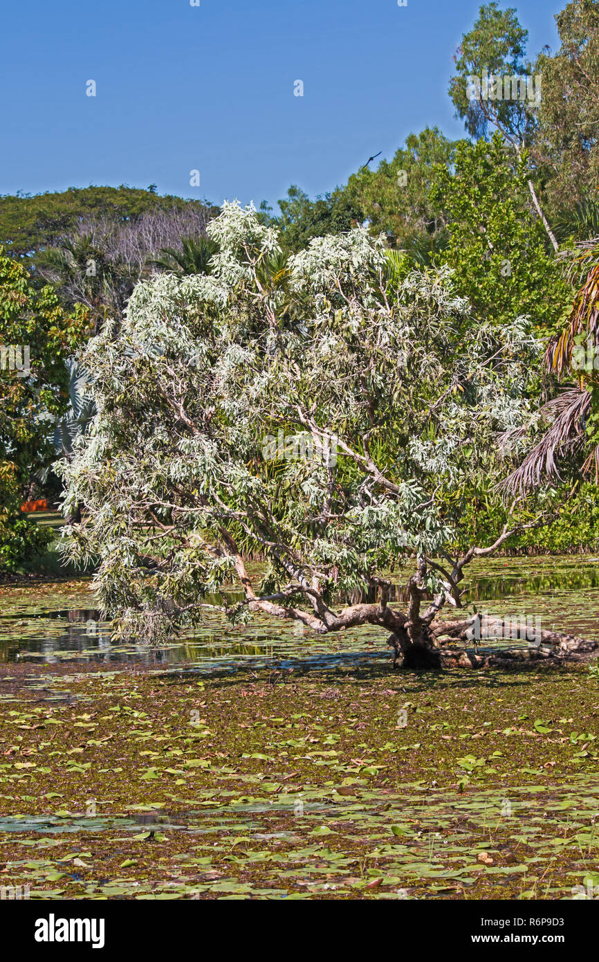 Baum in einem Teich am Palmetarium, Townsville, Qld Stockfoto