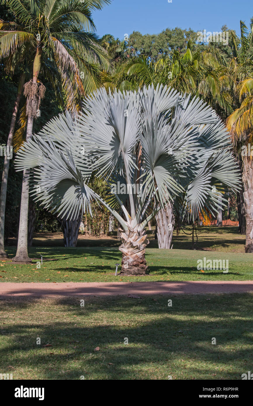 Fan Palm an der Palmetum, Townsville, Qld AU Stockfoto