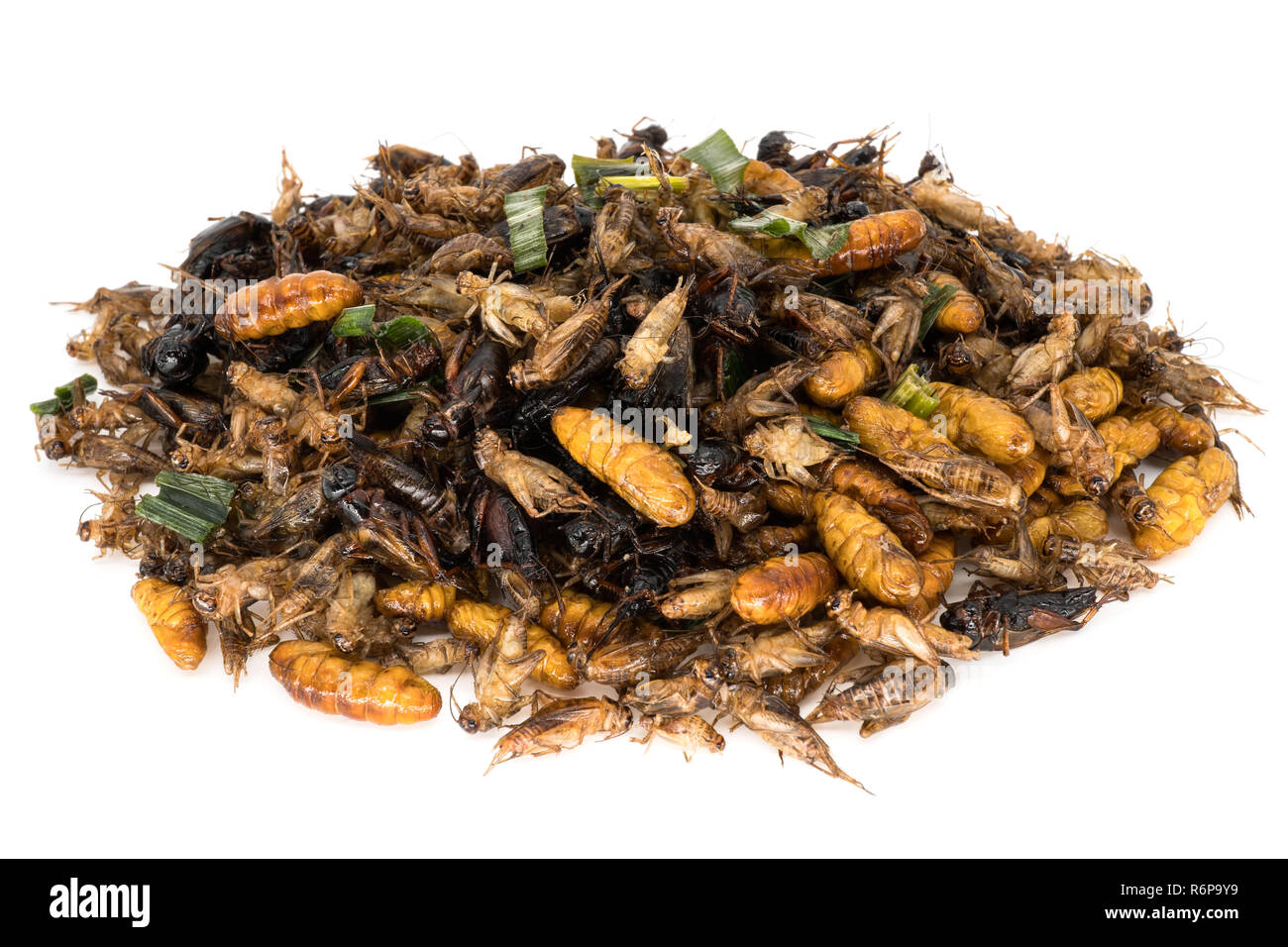 Insekten für Essen Stockfoto