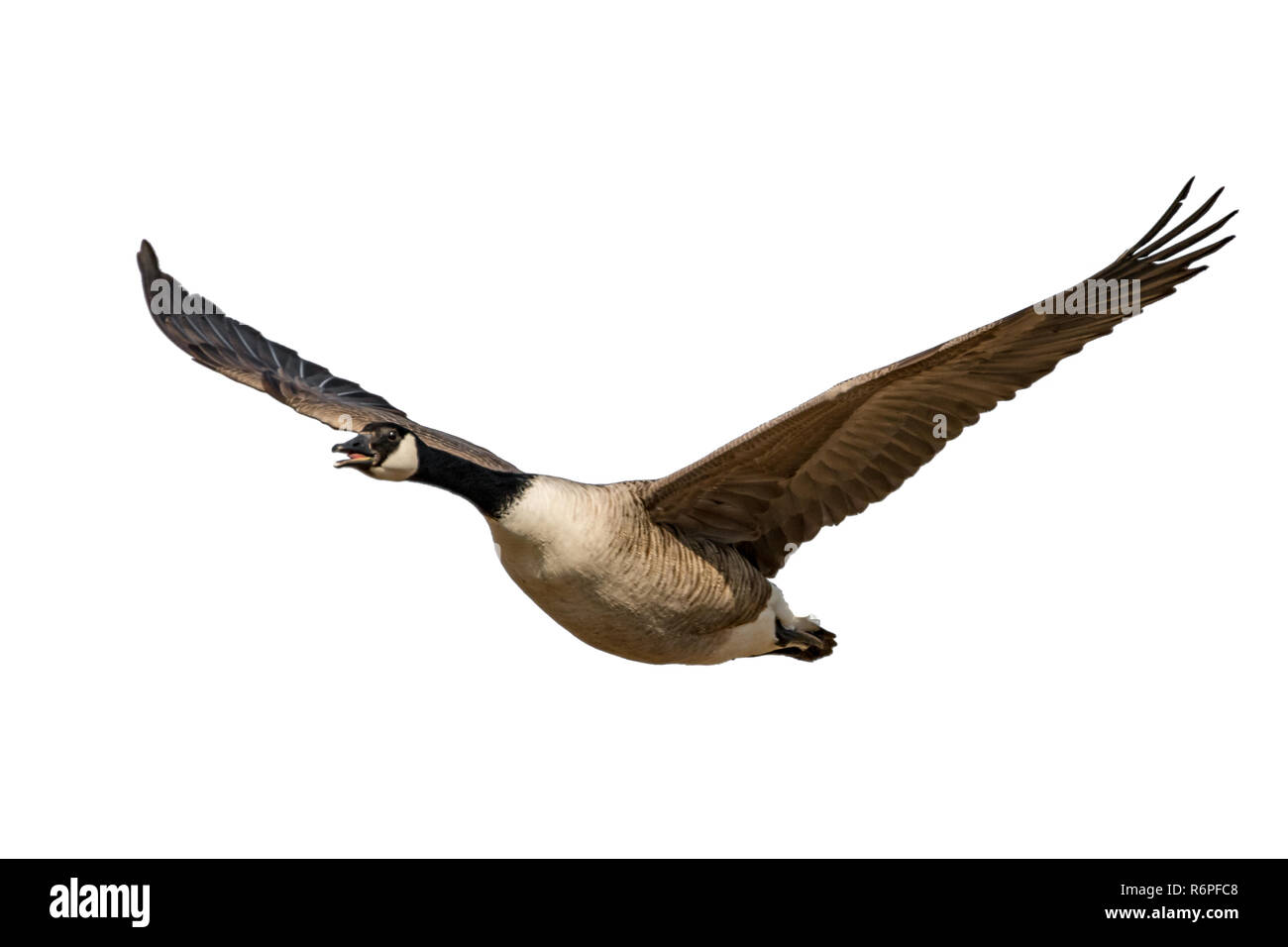 Fliegen und Schreien Kanadagans isoliert auf weißem Stockfoto