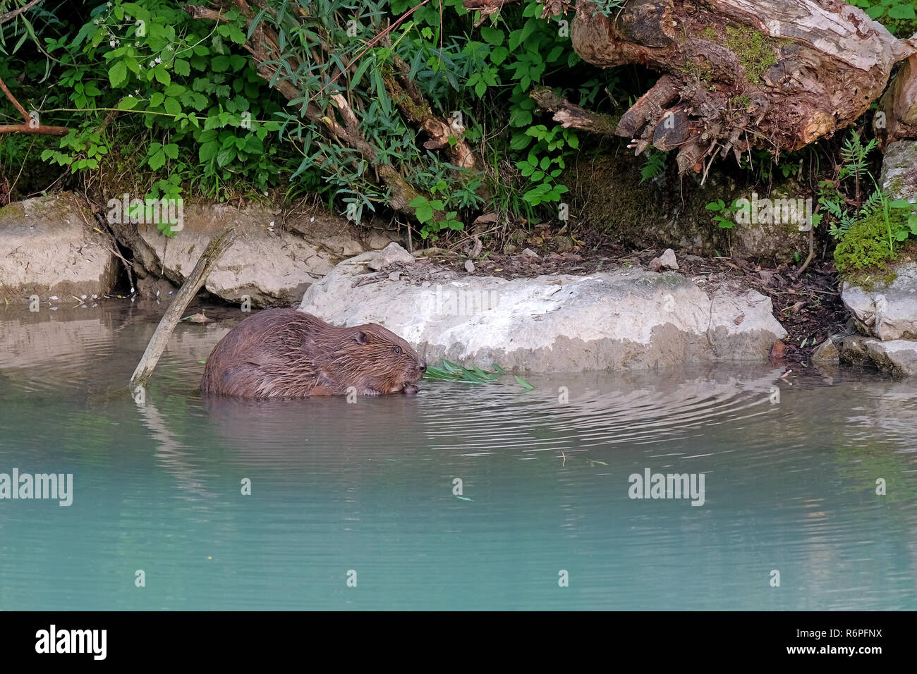 Biber essen in der Wildnis Stockfoto