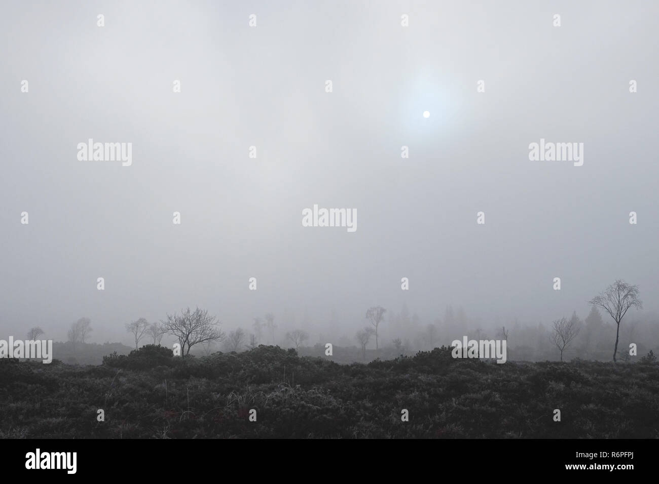 Misty Stimmung im Moor, kendlmÃ¼hlfilzen, Bayern, Deutschland Stockfoto