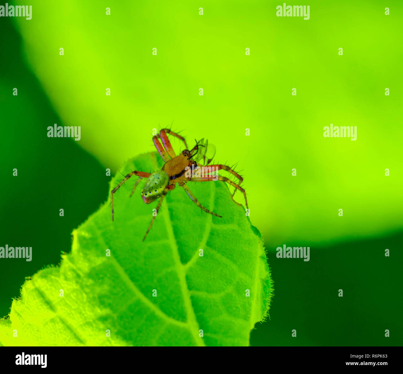 Cucumber Green Spider auf grünem Blatt Stockfoto