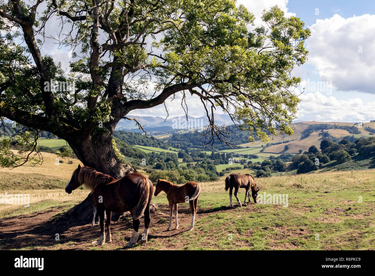 Welsh Cobs Stute und Fohlen Dösen in der Sonne. Im Herzen von Wales - die Brecon Beacons. Stockfoto