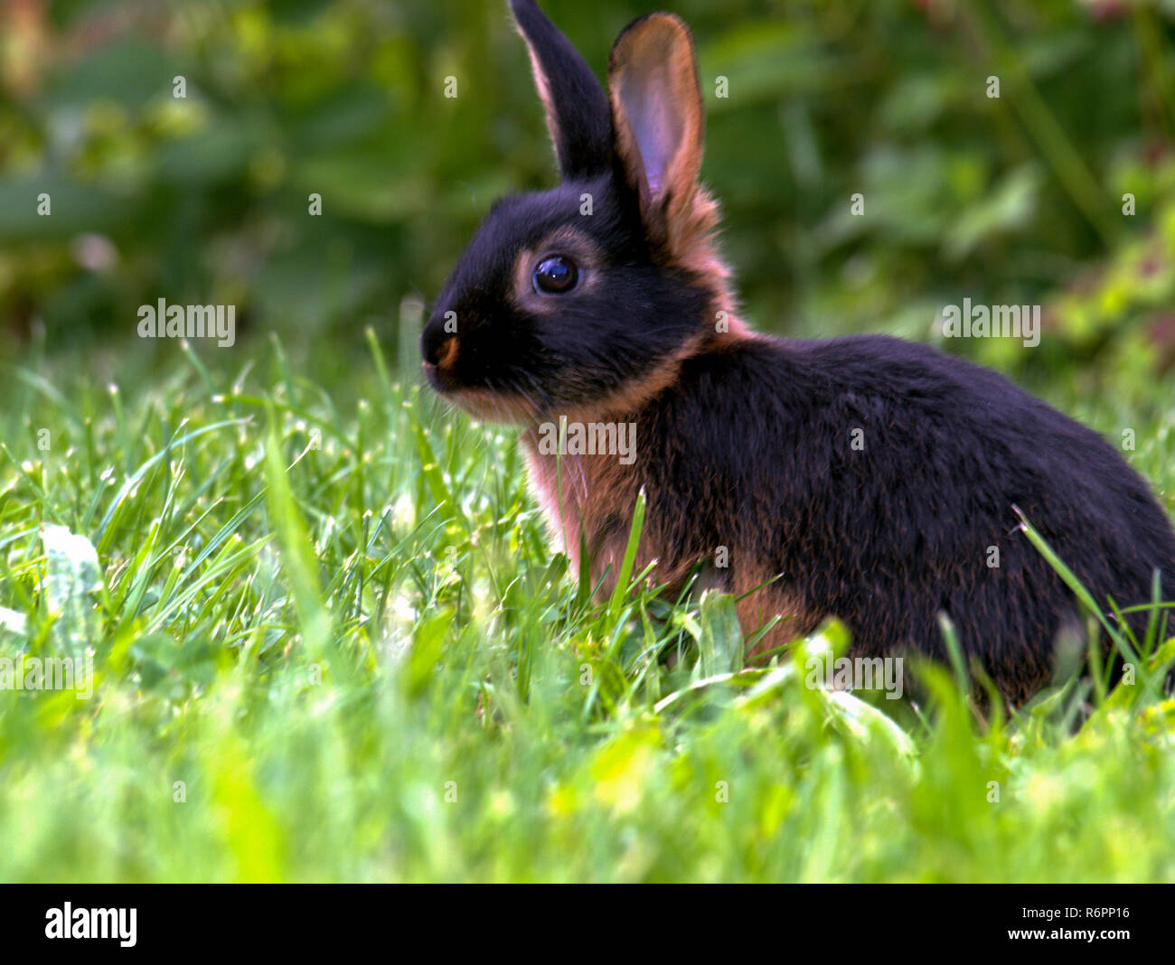 Rasse Hasen Schwarzloh Im Garten Stockfoto Bild 227922946 Alamy