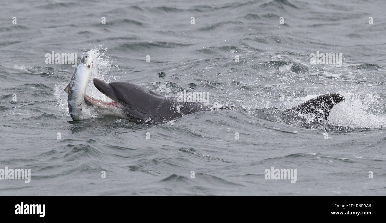 Große Tümmler jagen Atlantischen Lachs in schottischen Gewässern Stockfoto
