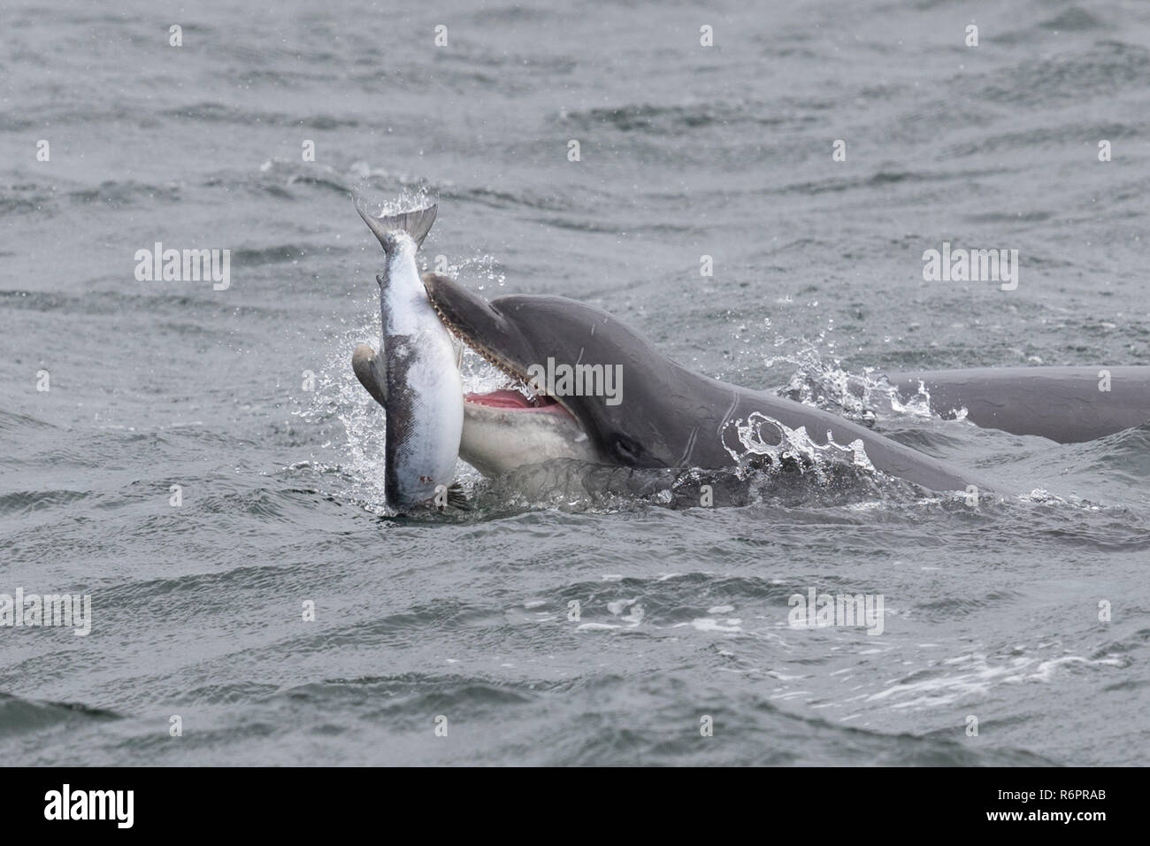 Große Tümmler jagen Atlantischen Lachs in schottischen Gewässern Stockfoto