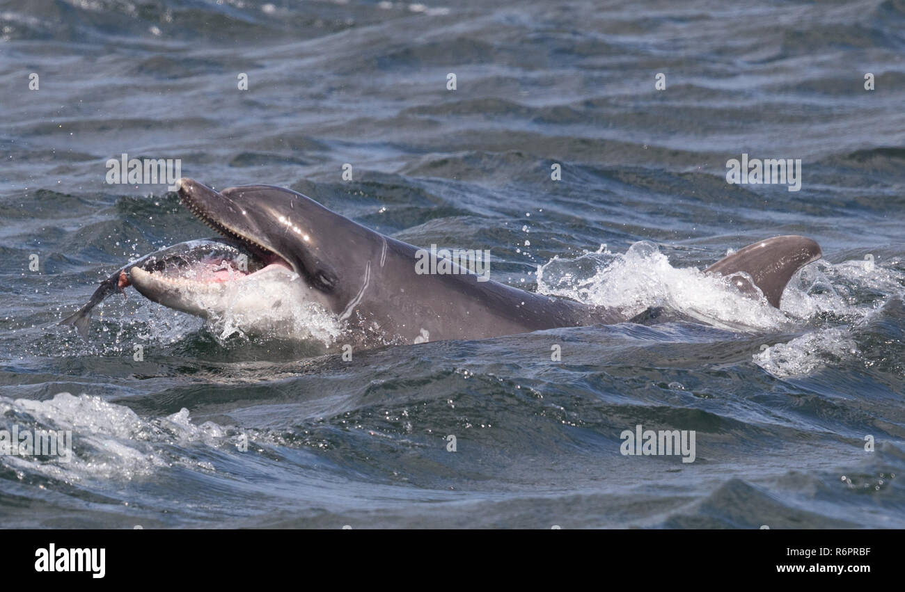 Große Tümmler jagen Atlantischen Lachs in schottischen Gewässern Stockfoto