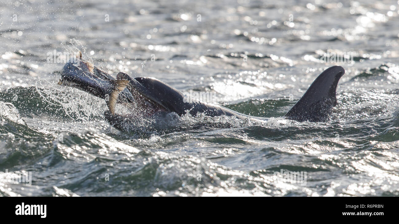 Große Tümmler jagen Atlantischen Lachs in schottischen Gewässern Stockfoto