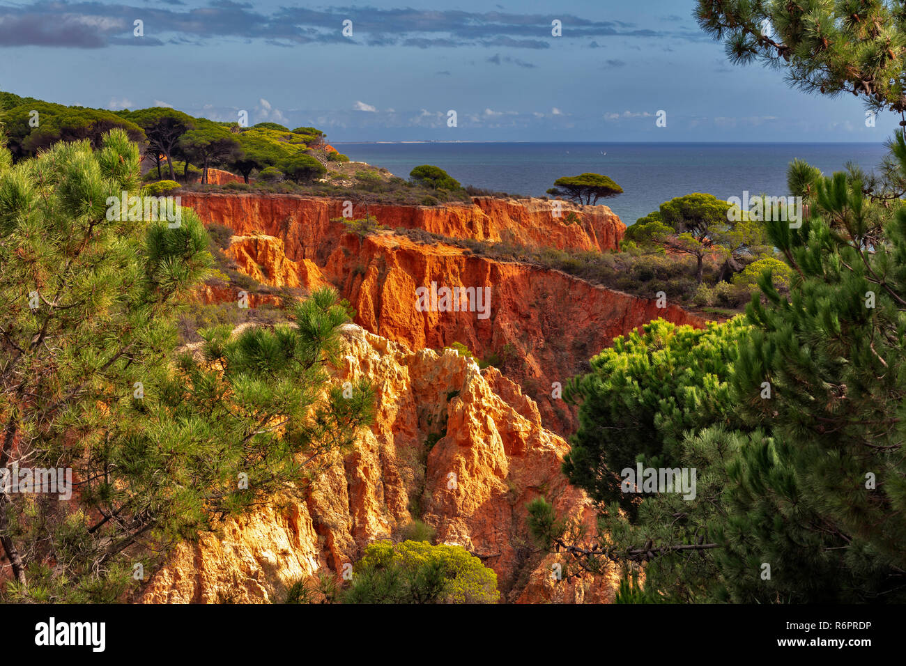 Rote Sandsteinfelsen und Kiefern, Steilküste, Praia da Falesia, Ohlhos de Agua, Albufeira, Algarve, Portugal Stockfoto