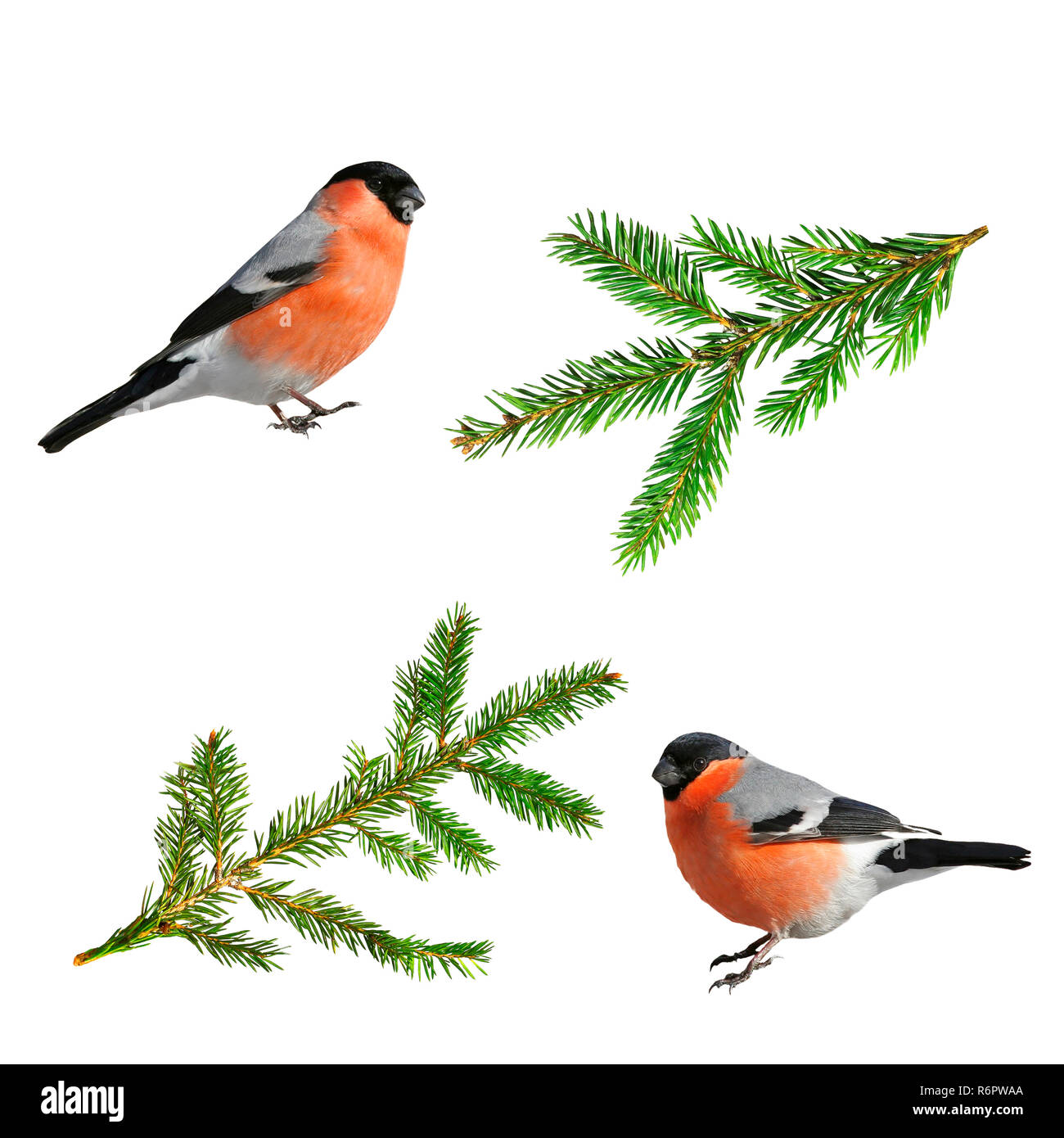Eine Reihe Von Weihnachten Bilder Grune Zweige Der Fichte Und Roter Vogel Dompfaff Stockfotografie Alamy