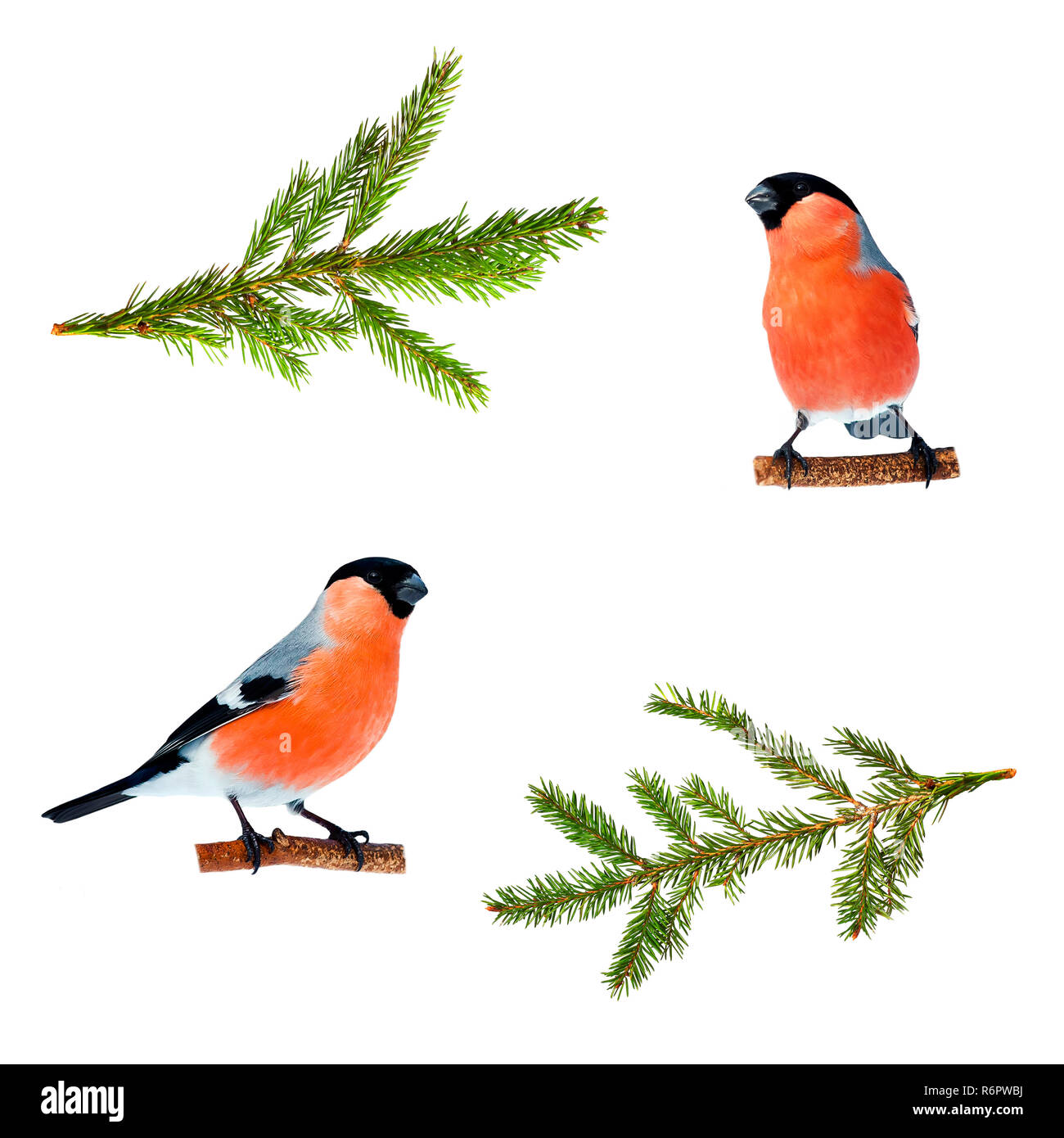 Satz von Weihnachten Vogel Fotos zwei dompfaff und ein Zweig der Grüne fichte auf weißem Hintergrund isoliert Stockfoto