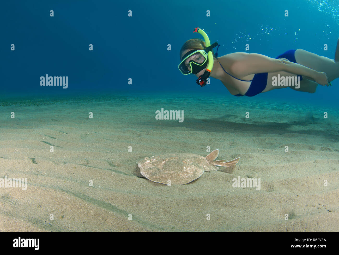 Frau schwimmt neben dem Panther Electric Ray (Torpedo Panthera) schwimmt über sandigem Untergrund, Rotes Meer, Ägypten, Marsa Alam, Abu Dabab Stockfoto