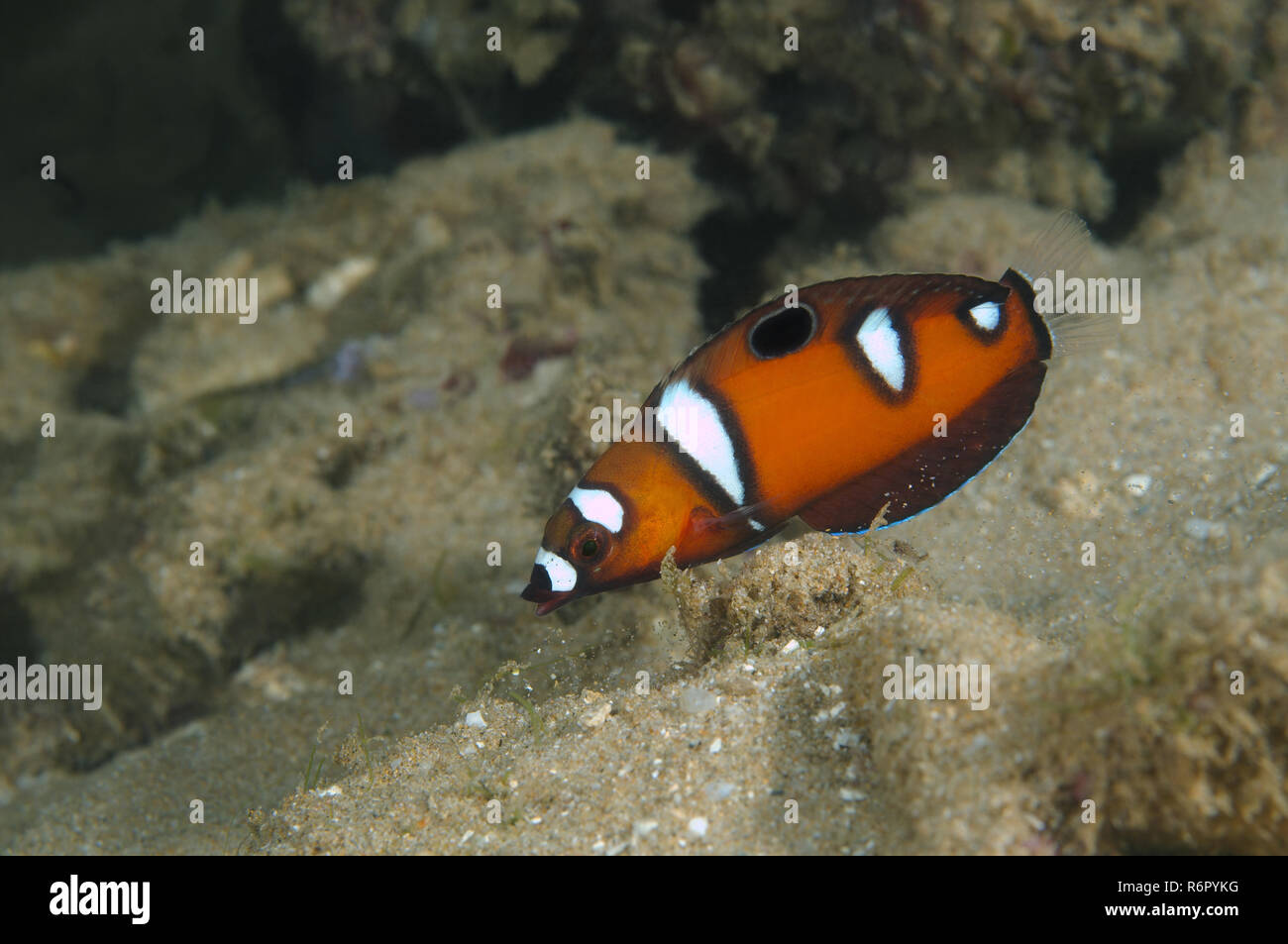 Königin Coris oder roter Lippfisch (Coris Formosa) juvenile Farbe, Indischer Ozean, Hikkaduwa, Sri Lanka, Südasien Stockfoto