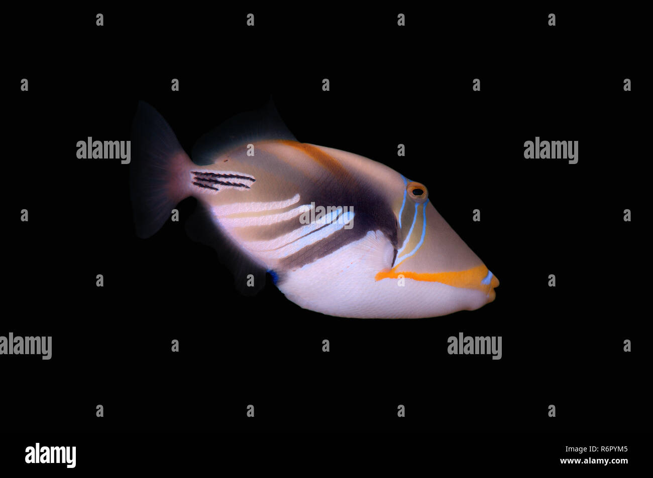 Blackbar triggerfish, Picasso Drückerfische, Picassofish, Jamal oder die Lagune Drückerfisch (Rhinecanthus aculeatus) Indischer Ozean, Hikkaduwa, Sri Lanka, Südafrika Stockfoto
