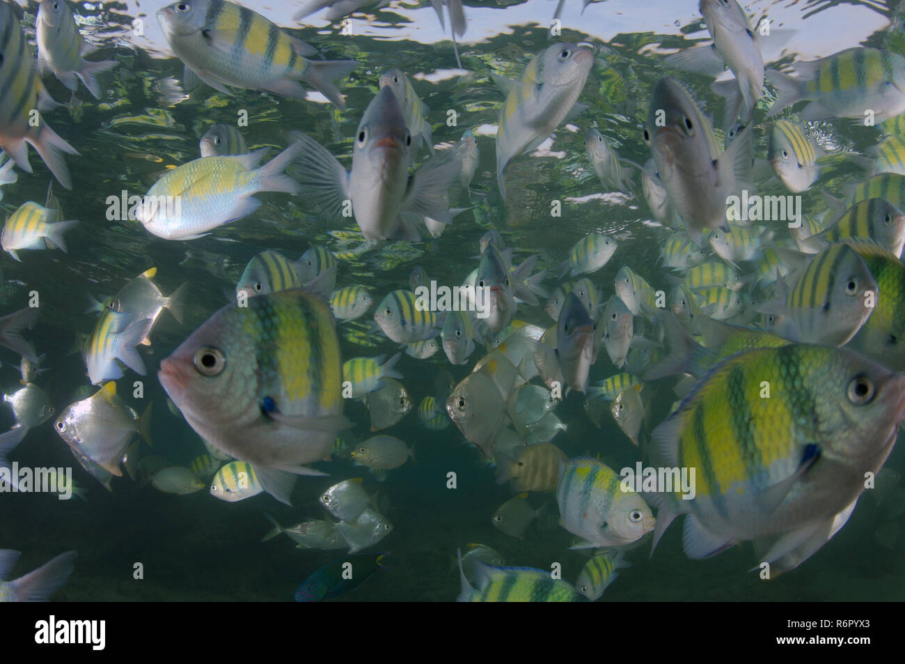 Schule der Fische Indopazifik sergeant Sergeant Major oder gemeinsamen Sergeant (Abudefduf vaigiensis) Indischer Ozean, Hikkaduwa, Sri Lanka, Südafrika Asien Stockfoto