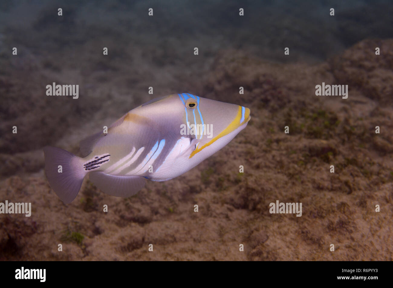 Blackbar triggerfish, Picasso Drückerfische, Picassofish, Jamal oder die Lagune Drückerfisch (Rhinecanthus aculeatus) Indischer Ozean, Hikkaduwa, Sri Lanka, Südafrika Stockfoto