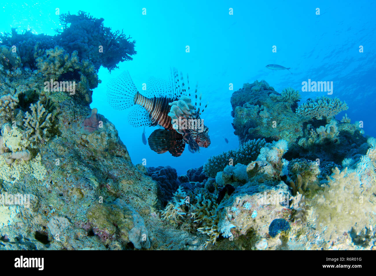 Gemeinsame Feuerfische, Teufel firefish, Soldat lionfish, turkeyfish oder 'sMile indischer Rotfeuerfisch (Pterois miles) ist ein Korallenriff, das Rote Meer, Marsa Alam, Abu Dab Stockfoto