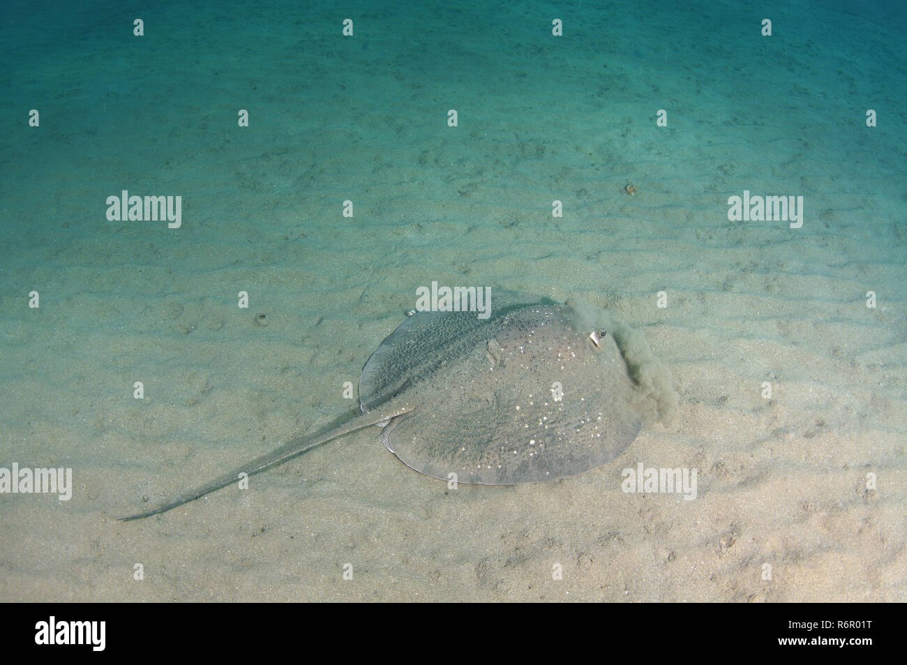 Runde ribbontail Ray, weiß-schwarz, schwarz-blotched Stingray, Fantail stingray oder riesige Riff Ray (Taeniura meyeni) Es wirft eine Wolke von Staub für m Stockfoto