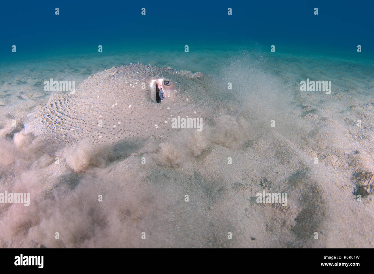 Runde ribbontail Ray, weiß-schwarz, schwarz-blotched Stingray, Fantail stingray oder riesige Riff Ray (Taeniura meyeni) Es wirft eine Wolke von Staub für m Stockfoto