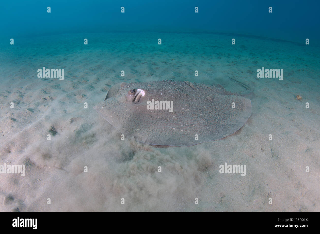 Runde ribbontail Ray, weiß-schwarz, schwarz-blotched Stingray, Fantail stingray oder riesige Riff Ray (Taeniura meyeni) Es wirft eine Wolke von Staub für m Stockfoto