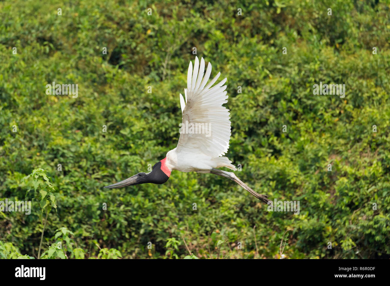 Jabiru (Jabiru Mycteria) während des Fluges, Pantanal, Mato Grosso, Brasilien Stockfoto